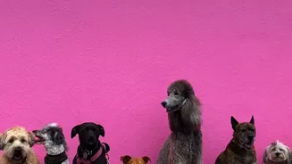 Researchers Studied Hundreds Of Dogs Across Many Breeds: DNA Study On Why Large Dogs Age Faster In Focus