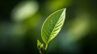 Stanford's Social Media Experiment: 35,000 Quit Facebook/Instagram, Mental Health Soared