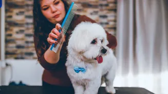 Maisena no pelo do cachorro? Entenda se o truque realmente ajuda a tirar nós