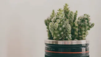 Transform your living room into an eco-friendly haven