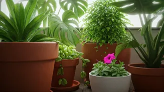 Balcony Plants Need Room To Breathe