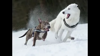 Understanding the Impact of Weather on Animal Health