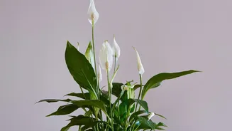 Why adding air-purifying house plants like Peace Lilies enhances small bedroom decor while filtering harmful gases