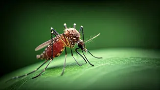 Mosquitoes Outsmarting Insecticides: The Evolving Battle Against Malaria