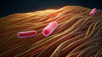 Gut Health Makes Fibre The New Hero
