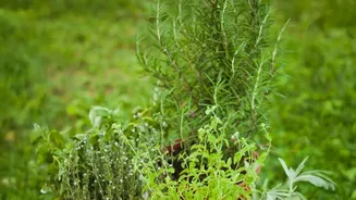 City Homes Are Embracing Homegrown Herbs As Monsoon Gardening Picks Up