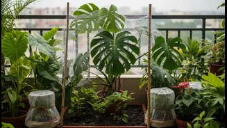Why community garden forums share monsoon checklists for balcony tropical plant preservation