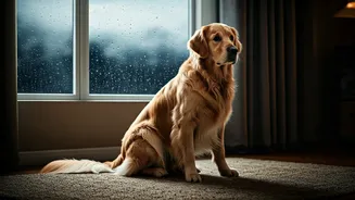 Rainy Weather Can Quietly Change Pet Routines