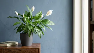 The Simple Pot-Rotation Habit Addresses Uneven Growth In Window-Side Pots
