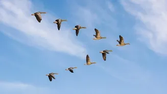 Protecting Migration Routes Could Help Reverse Bird Population Losses