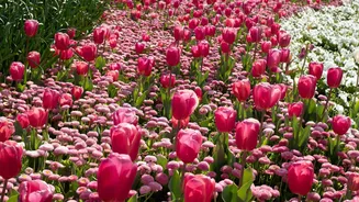 5 beautiful flower festivals you've probably never heard of