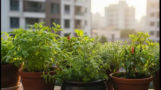 Bengaluru Balcony Gardeners and First-Time Plant Parents Need a Clearer Guide to Balcony Herbs