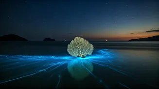 Bioluminescence Is The Andaman Memory Nobody Forgets