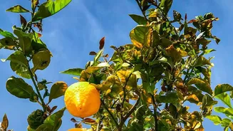 A Visit To Karnataka's Indi Reveals A Century-Old Lemon Legacy