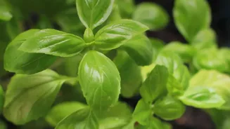 Why Herbs Are Often The Easiest Way For Apartment Dwellers To Start Growing Food At Home