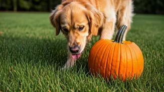 DIY Pumpkin Enrichment Toys Are Saving Dogs From Boredom