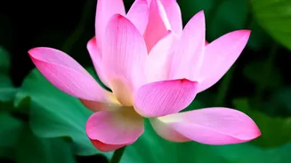 Lotus Blooms Arrived Within About 90 Days on This Karnataka Farm