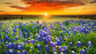 Where to witness stunning wildflower blooms in Australia