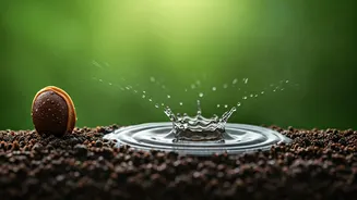 Plants' Secret Symphony: How Raindrops Trigger Germination and Growth