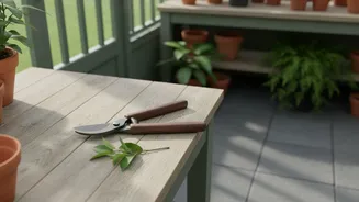 The Start of August Pruning Reframes August Plant Pruning around Plant Type