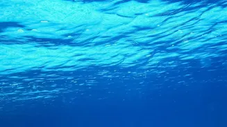 The New Ocean Iron Study: A Clearer View Of Carbon Removal Trade-Offs