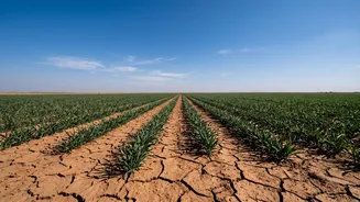 Drier September Scenario: How Farmers Could Manage Water And Harvest Risks