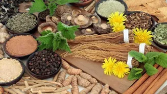 What are adaptogens?