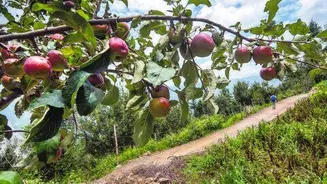 Himachal Pradesh apple production falls 48% after rains and hailstorms