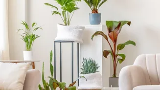 Scientists Clarify What Houseplants Really Do For Indoor Air
