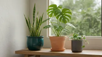Thin Dense Foliage Before Assuming the Garden Needs More Containers