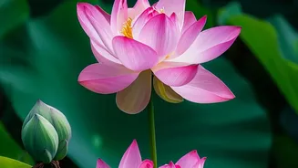 Manohar Shetty Says His Lotus Farm Earns Up to ₹1 Lakh Monthly