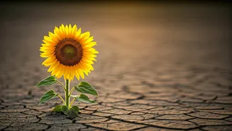 5 Paths to Post-Breakup Recovery: Heal Faster and Embrace Your New Beginning