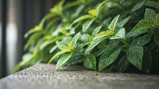 Overwatering Can Turn Balconies Into Trouble