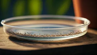 Pot Trays Should Not Become Mosquito Nurseries