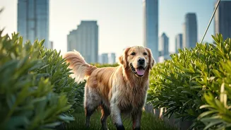 Urban Farming Boom Connects High Rise City Dogs With Nature
