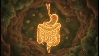How to protect digestive tracts by moving largest meal to midday daily