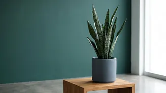 Why young urban apartment dwellers choose Snake Plants and Peace Lilies for natural indoor air purification