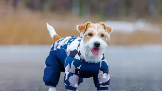 Humidity And Dampness Are Making Coat And Paw Care More Relevant During Monsoon