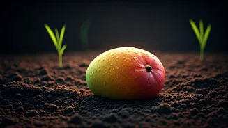 The Magic Of Lucknow's Soil Produces India's Best Mangoes