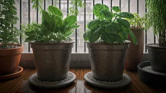 Monsoon Proofing Secrets For Apartment Garden Owners Now