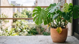 How To Remove Damaged Leaves Without Overpruning Balcony Plants