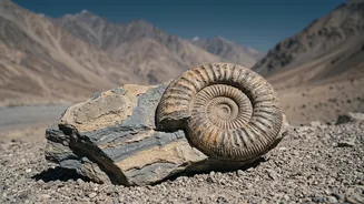 38-Million-Year-Old Marine Fossils Found In Ladakh: What Subathu Marine Link Actually Means