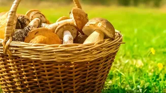 Rainy Season Foraging Is Inspiring More Indians To Learn About Edible Wild Mushrooms