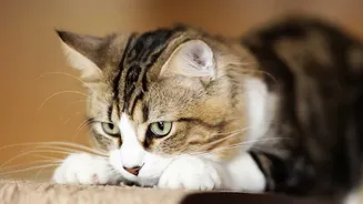 Cats Need Climbing, Scratching And Hunting Opportunities Even When They Live Entirely Indoors