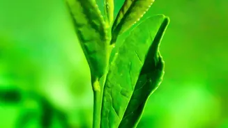 Support New Growth before It Becomes Long and Brittle