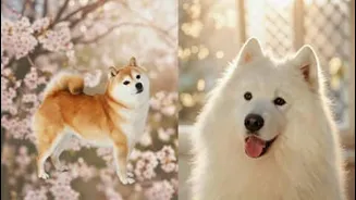 Study finds Samoyeds, Shiba Inus sing on pitch, adjust howls