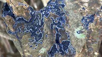 Scientists stunned as rare blue fungus resurfaces after 50 years