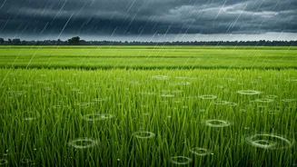 Kharif Season Explained: Why Rainfall Matters So Much