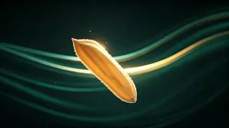 India's Protein-Rich 'Designer Rice': A Game-Changer for Diabetes Management & Nutrition