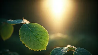 Awe Walks: Your Daily Dose of Wonder for a Calmer, Clearer Mind